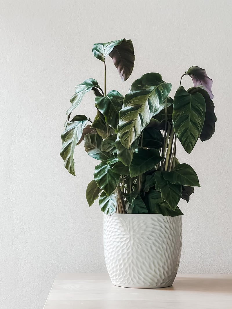 Indoor Trees